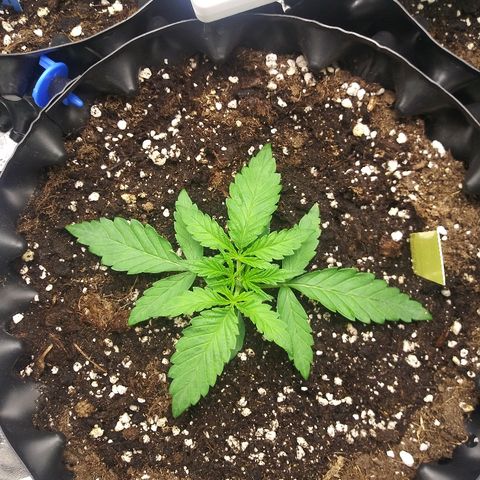 AvT x 3 Bears OG growlog timeline photo