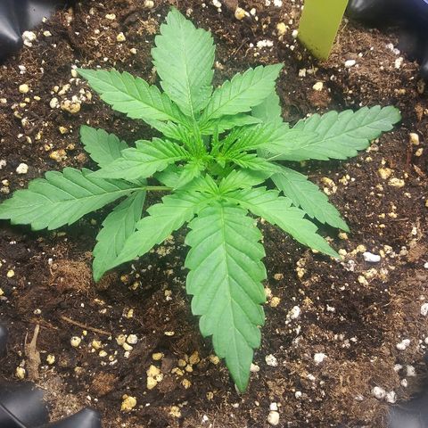 AvT x 3 Bears OG growlog timeline photo
