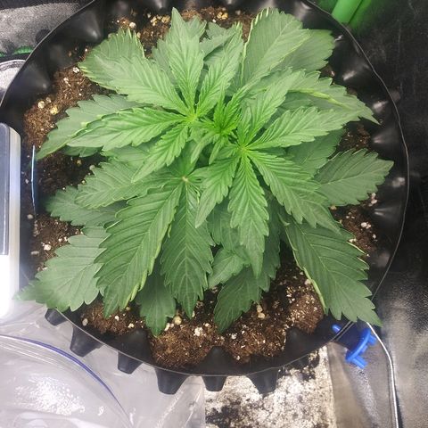 Forum Stomper #1 growlog photo: Leaves curled and drooping today 