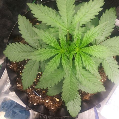 Forum Stomper #2 growlog timeline photo