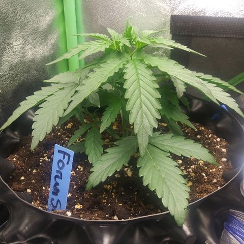 Forum Stomper #2 growlog timeline photo