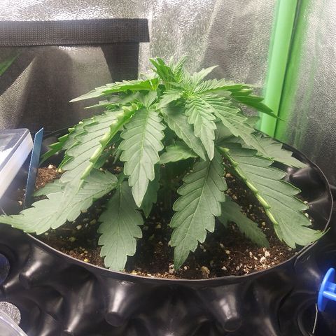 Forum Stomper #1 growlog timeline photo