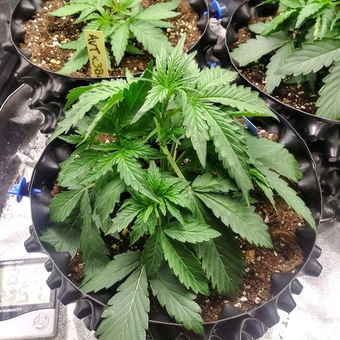 Forum Stomper #2 growlog photo: Started leaf tucking technique 