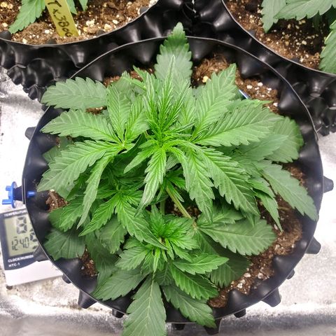 Forum Stomper #2 growlog timeline photo