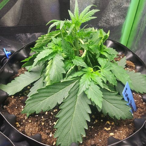 Forum Stomper #1 growlog photo: Showing signs of stress heat or light stress
Started leaf tucking technique 