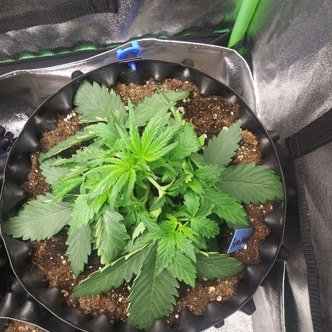 Forum Stomper #1 growlog photo: Showing signs of stress heat or light stress
Started leaf tucking technique 