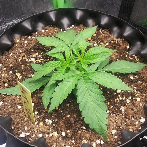 AvT x 3 Bears OG growlog photo: Dropped temp/rh meter on it the other day otherwise healthy