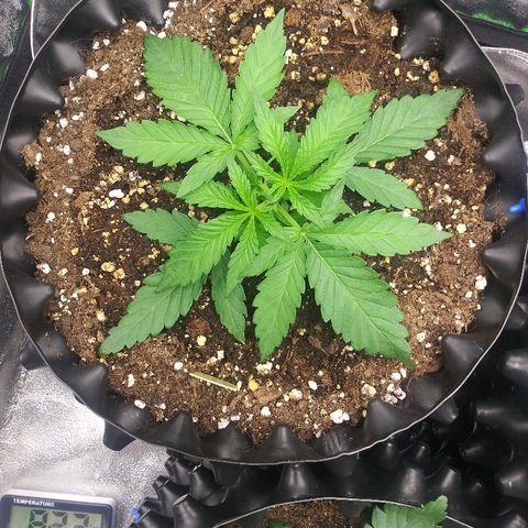 AvT x 3 Bears OG growlog photo: Dropped temp/rh meter on it the other day otherwise healthy
