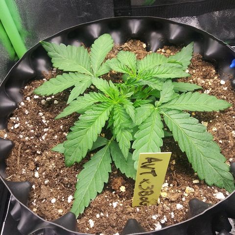 AvT x 3 Bears OG growlog timeline photo
