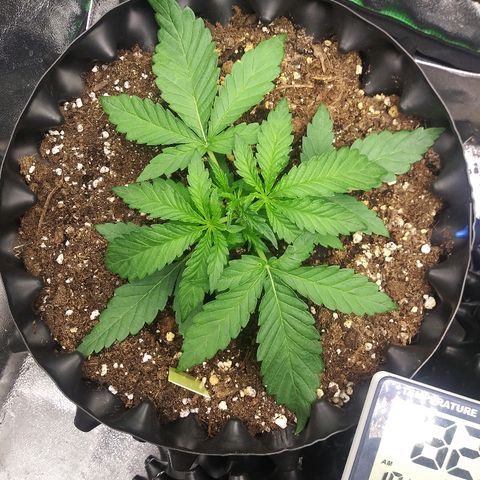 AvT x 3 Bears OG growlog timeline photo