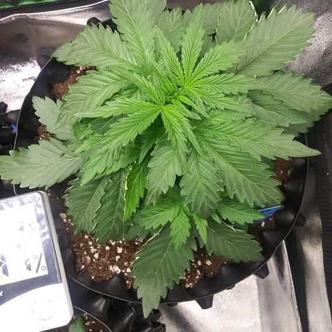 Forum Stomper #1 growlog timeline photo