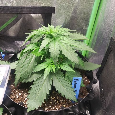 Forum Stomper #1 growlog timeline photo