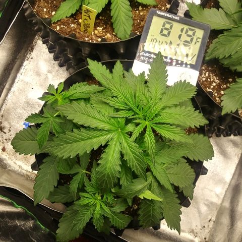Forum Stomper #2 growlog timeline photo