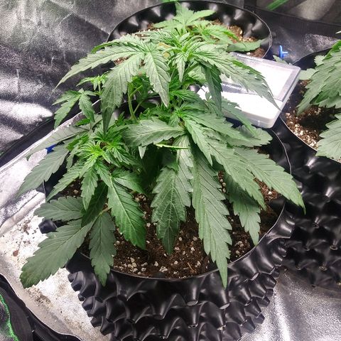 Forum Stomper #2 growlog timeline photo