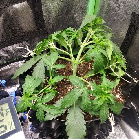 Forum Stomper #2 growlog timeline photo