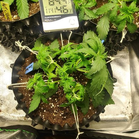 Forum Stomper #1 growlog timeline photo