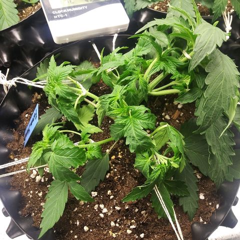 Forum Stomper #1 growlog timeline photo