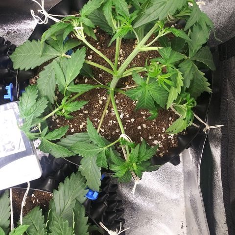 Forum Stomper #2 growlog timeline photo