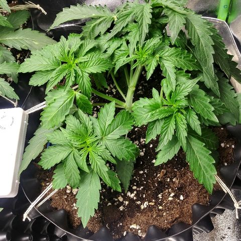 Forum Stomper #1 growlog timeline photo