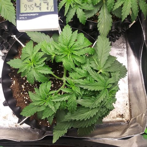 Forum Stomper #1 growlog timeline photo