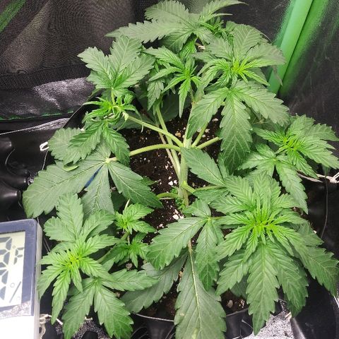 Forum Stomper #2 growlog timeline photo