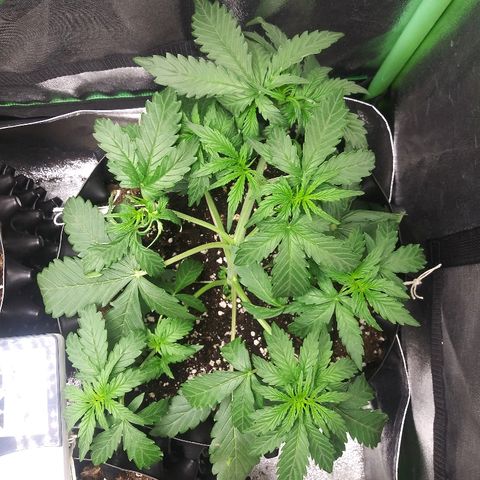 Forum Stomper #2 growlog timeline photo
