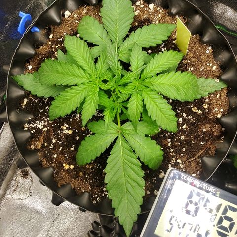 AvT x 3 Bears OG growlog photo: Recovering from accident well no other issues