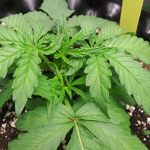 AvT x 3 Bears OG growlog photo: Recovering from accident well no other issues