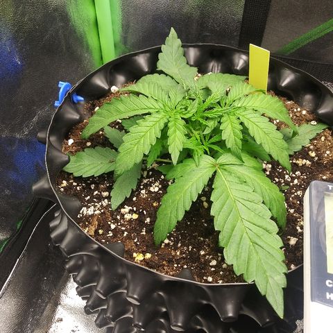 AvT x 3 Bears OG growlog photo: Recovering from accident well no other issues