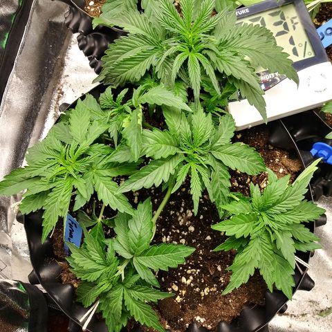 Forum Stomper #1 growlog timeline photo