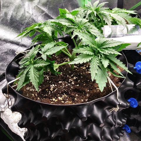 Forum Stomper #1 growlog timeline photo