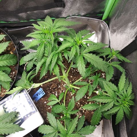 Forum Stomper #2 growlog timeline photo