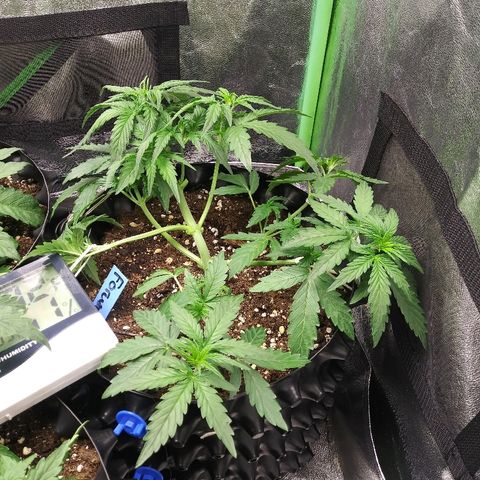Forum Stomper #2 growlog timeline photo