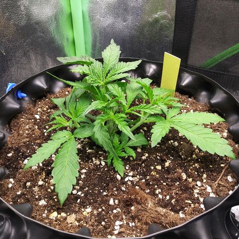 AvT x 3 Bears OG growlog timeline photo