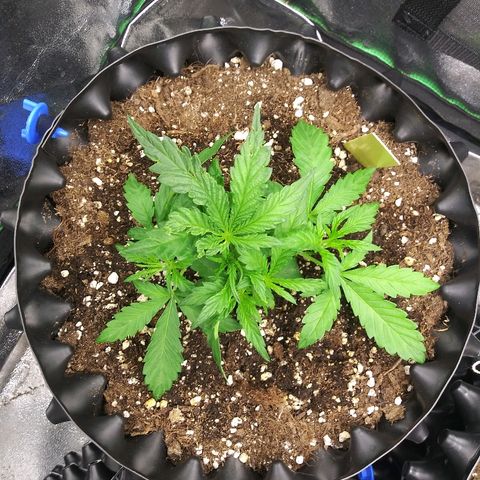 AvT x 3 Bears OG growlog timeline photo