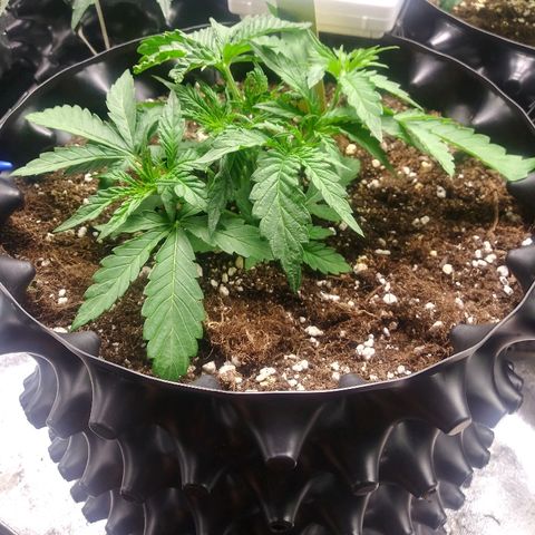 AvT x 3 Bears OG growlog photo: Vigorous growth since recovering from thermostate accident and light trimming of the large fan leaves 