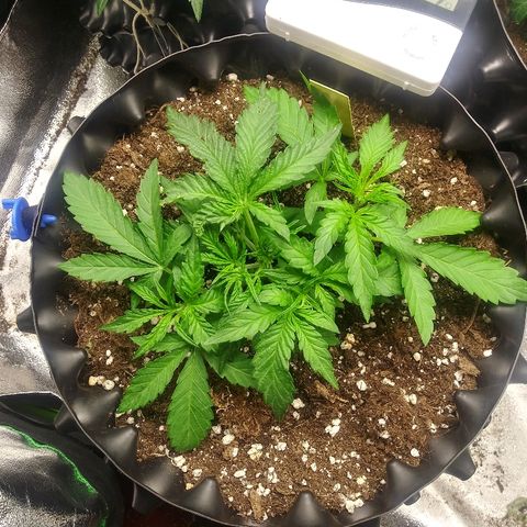 AvT x 3 Bears OG growlog photo: Vigorous growth since recovering from thermostate accident and light trimming of the large fan leaves 