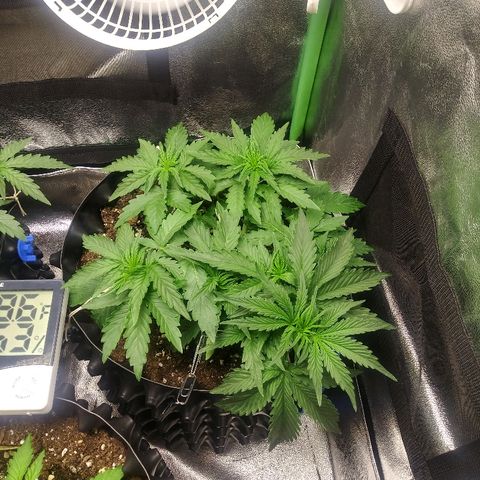 Forum Stomper #1 growlog photo: Still bushy new growth is healthy 