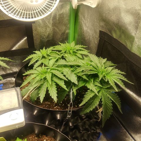Forum Stomper #1 growlog photo: Still bushy new growth is healthy 