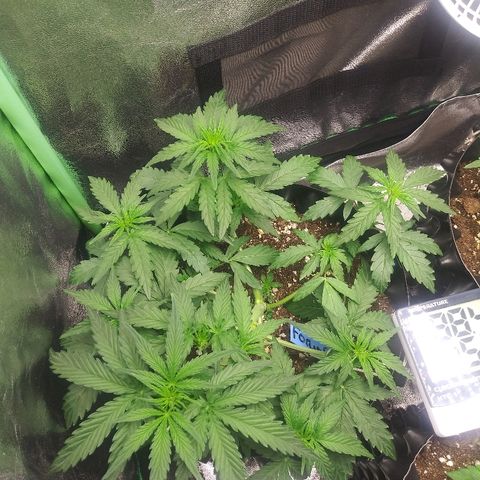 Forum Stomper #2 growlog photo: Nice healthy growth no issues doesnt seem to be fazed by the defoliation of the large fan leaves 