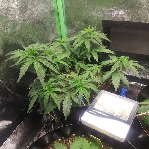 Forum Stomper #2 growlog photo: Nice healthy growth no issues doesnt seem to be fazed by the defoliation of the large fan leaves 