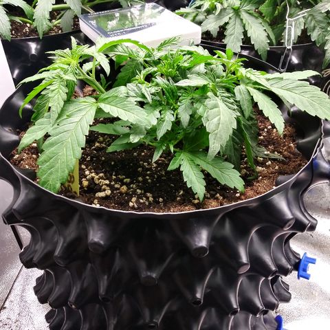 AvT x 3 Bears OG growlog timeline photo