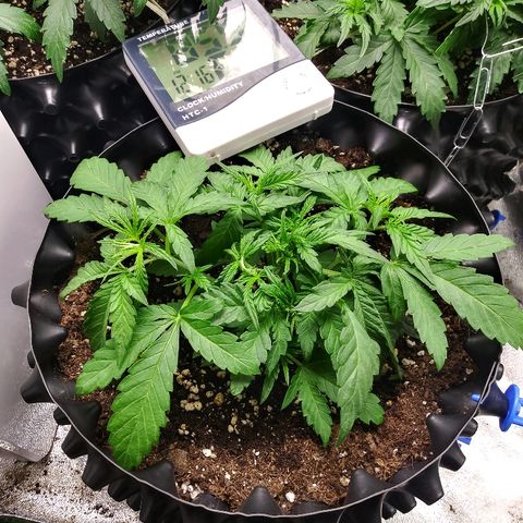 AvT x 3 Bears OG growlog timeline photo