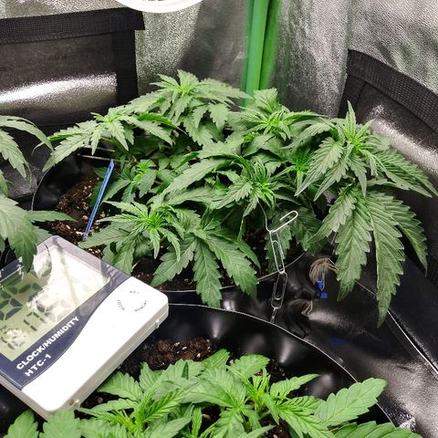 Forum Stomper #1 growlog timeline photo