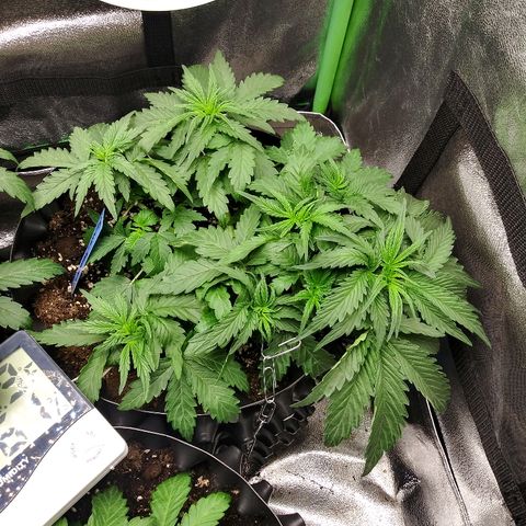 Forum Stomper #1 growlog timeline photo