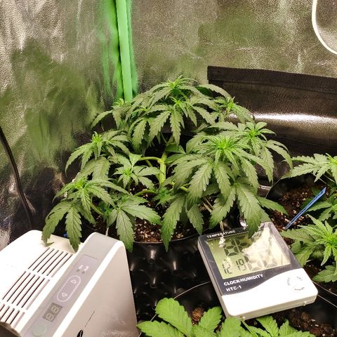 Forum Stomper #2 growlog timeline photo