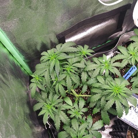 Forum Stomper #2 growlog timeline photo