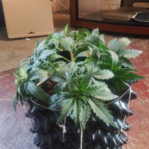 Forum Stomper #1 growlog timeline photo