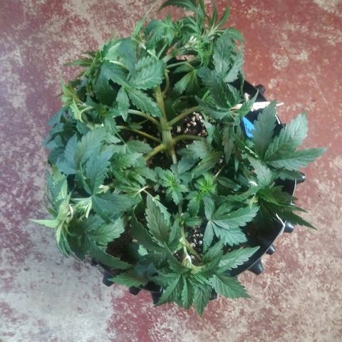 Forum Stomper #1 growlog timeline photo