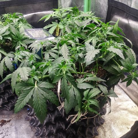 Forum Stomper #2 growlog timeline photo
